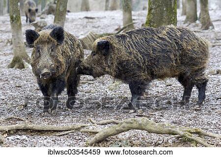 Stock Photo - "Wild Boar (Sus scrofa), two boars, Wildpark Daun, Daun, Vulkan Eifel, Eifel, Rhineland-Palatinate, Germany, Europe". Fotosearch