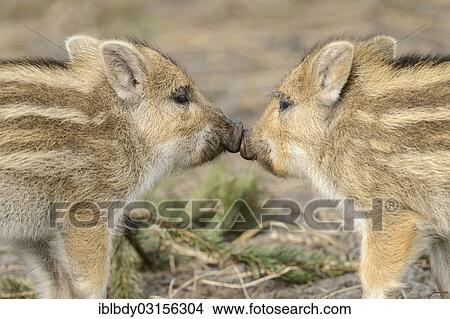 "Wild boar (Sus scrofa), two piglets touching each other with their snouts, Wildgehege Klovensteen, Hamburg, Hamburg, Germany, Europe" View Large Photo Image Picture - "Wild boar (Sus scrofa), two piglets touching each other with their snouts, Wildgehege Klovensteen, Hamburg, Hamburg, Germany, Europe". Fotosearch