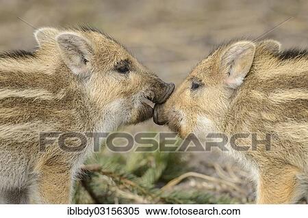Stock Photography - "Wild boar (Sus scrofa), two piglets sniffing each other, Wildgehege Klovensteen, Hamburg, Hamburg, Germany, Europe". Fotosearch