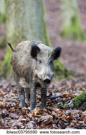 Stock Image - "Wild Boar (Sus scrofa), Vulkan Eifel region, Rhineland-Palatinate, Germany, Europe". Fotosearch
