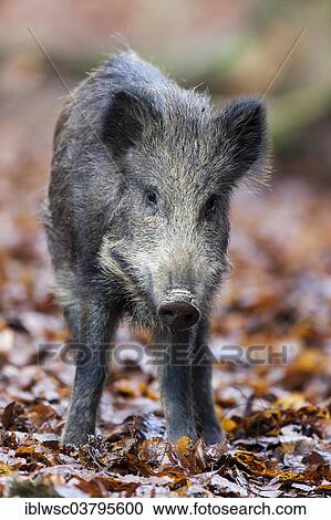Stock Image - "Wild Boar (Sus scrofa), Vulkan Eifel region, Rhineland-Palatinate, Germany, Europe". Fotosearch