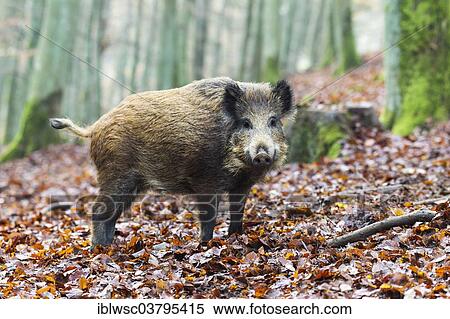 "Wild Boar (Sus scrofa), Vulkan Eifel region, Rhineland-Palatinate, Germany, Europe" View Large Photo Image Stock Photography - "Wild Boar (Sus scrofa), Vulkan Eifel region, Rhineland-Palatinate, Germany, Europe". Fotosearch