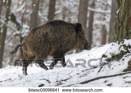Stock Image - "Wild boar (Sus scrofa), wild boar in winter, Wildpark Daun, Daun, Vulkan Eifel, Eifel, Rhineland-Palatinate, Germany, Europe". Fotosearch