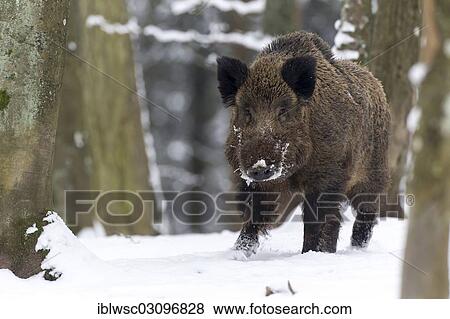 Stock Photo - "Wild boar (Sus scrofa), wild boar in winter, Wildpark Daun, Daun, Vulkan Eifel, Eifel, Rhineland-Palatinate, Germany, Europe". Fotosearch