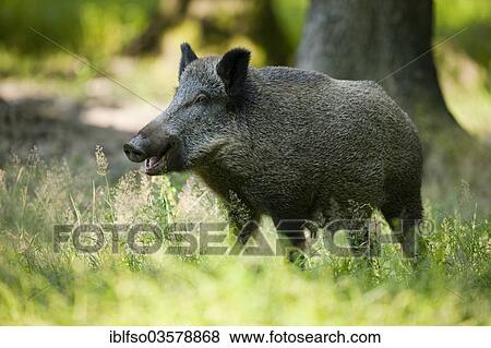 "Wild Boar (Sus scrofa), wild sow in a forest meadow, captive, Saxony, Germany, Europe" View Large Photo Image Stock Photo - "Wild Boar (Sus scrofa), wild sow in a forest meadow, captive, Saxony, Germany, Europe". Fotosearch