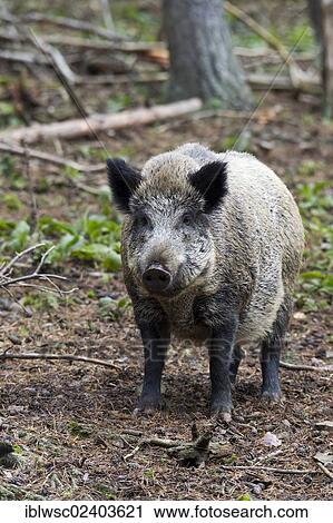 "Wild boar (Sus scrofa), Wildpark Daun game park, Vulkaneifel district, Rhineland-Palatinate, Germany, Europe" View Large Photo Image Stock Image - "Wild boar (Sus scrofa), Wildpark Daun game park, Vulkaneifel district, Rhineland-Palatinate, Germany, Europe". Fotosearch