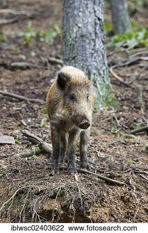 "Wild boar (Sus scrofa), Wildpark Daun game park, Vulkaneifel district, Rhineland-Palatinate, Germany, Europe" View Large Photo Image Stock Image - "Wild boar (Sus scrofa), Wildpark Daun game park, Vulkaneifel district, Rhineland-Palatinate, Germany, Europe". Fotosearch