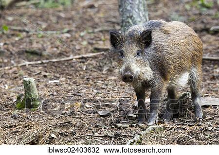 Stock Image - "Wild boar (Sus scrofa), Wildpark Daun game park, Vulkaneifel district, Rhineland-Palatinate, Germany, Europe". Fotosearch