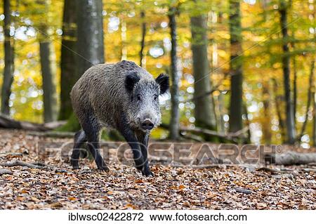 Wild Boar (Sus scrofa), Wildpark Daun game reserve, Vulkaneifel district, Rhineland-Palatinate, Germany, Europe View Large Photo Image Stock Image - Wild Boar (Sus scrofa), Wildpark Daun game reserve, Vulkaneifel district, Rhineland-Palatinate, Germany, Europe. Fotosearch