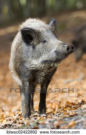 Wild Boar (Sus scrofa), Wildpark Daun game reserve, Vulkaneifel district, Rhineland-Palatinate, Germany, Europe View Large Photo Image Stock Image - Wild Boar (Sus scrofa), Wildpark Daun game reserve, Vulkaneifel district, Rhineland-Palatinate, Germany, Europe. Fotosearch
