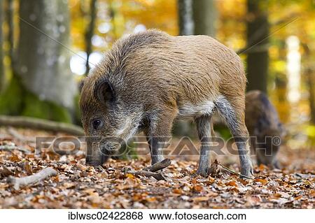 Wild Boar (Sus scrofa), Wildpark Daun game reserve, Vulkaneifel district, Rhineland-Palatinate, Germany, Europe View Large Photo Image Stock Photo - Wild Boar (Sus scrofa), Wildpark Daun game reserve, Vulkaneifel district, Rhineland-Palatinate, Germany, Europe. Fotosearch