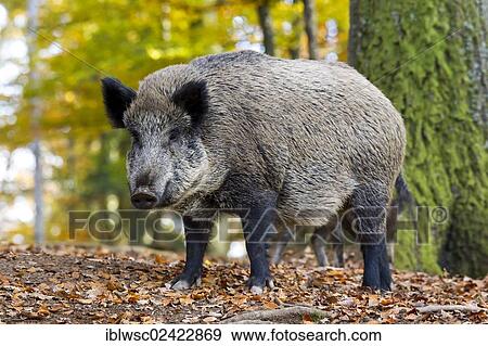 Stock Photo - Wild Boar (Sus scrofa), Wildpark Daun game reserve, Vulkaneifel district, Rhineland-Palatinate, Germany, Europe. Fotosearch