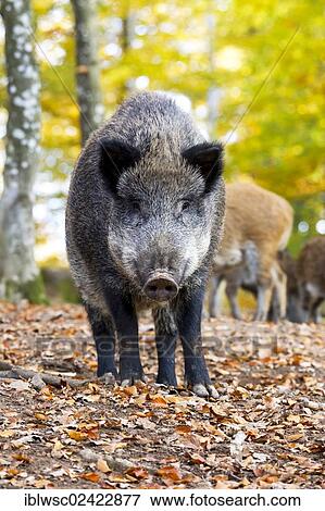 Wild Boar (Sus scrofa), Wildpark Daun game reserve, Vulkaneifel district, Rhineland-Palatinate, Germany, Europe View Large Photo Image Stock Photo - Wild Boar (Sus scrofa), Wildpark Daun game reserve, Vulkaneifel district, Rhineland-Palatinate, Germany, Europe. Fotosearch