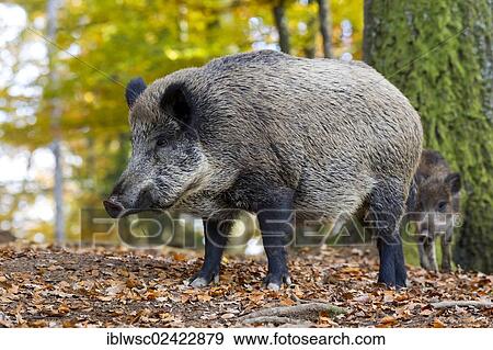 Wild Boar (Sus scrofa), Wildpark Daun game reserve, Vulkaneifel district, Rhineland-Palatinate, Germany, Europe View Large Photo Image Stock Photo - Wild Boar (Sus scrofa), Wildpark Daun game reserve, Vulkaneifel district, Rhineland-Palatinate, Germany, Europe. Fotosearch