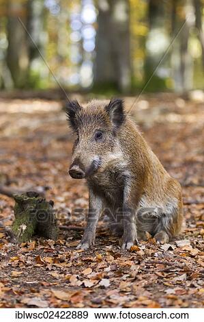 Wild Boar (Sus scrofa), Wildpark Daun game reserve, Vulkaneifel district, Rhineland-Palatinate, Germany, Europe View Large Photo Image Stock Photo - Wild Boar (Sus scrofa), Wildpark Daun game reserve, Vulkaneifel district, Rhineland-Palatinate, Germany, Europe. Fotosearch