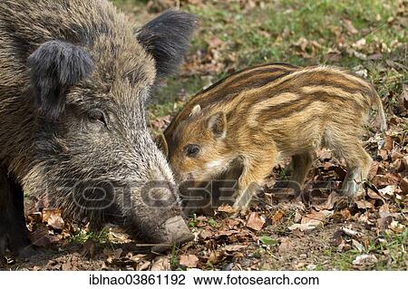 "Wild Boar (Sus scrofa) with young boars, Germany, Europe" View Large Photo Image Stock Image - "Wild Boar (Sus scrofa) with young boars, Germany, Europe". Fotosearch