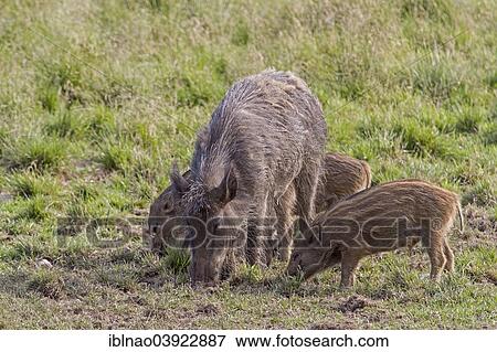 "Wild Boar (Sus scrofa) with young boars in a meadow, Sweden, Europe" View Large Photo Image Stock Photo - "Wild Boar (Sus scrofa) with young boars in a meadow, Sweden, Europe". Fotosearch