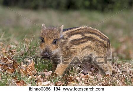 "Wild Boar (Sus scrofa), young boar, Germany, Europe" View Large Photo Image Picture - "Wild Boar (Sus scrofa), young boar, Germany, Europe". Fotosearch
