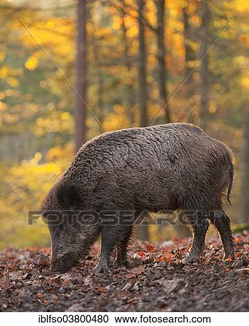 "Wild Boar (Sus scrofa), young boar, male, foraging in an autumnal forest, captive, Bavaria, Germany, Europe" View Large Photo Image Stock Image - "Wild Boar (Sus scrofa), young boar, male, foraging in an autumnal forest, captive, Bavaria, Germany, Europe". Fotosearch