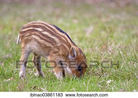 "Wild Boar (Sus scrofa), young boar, Germany, Europe" View Large Photo Image Stock Image - "Wild Boar (Sus scrofa), young boar, Germany, Europe". Fotosearch