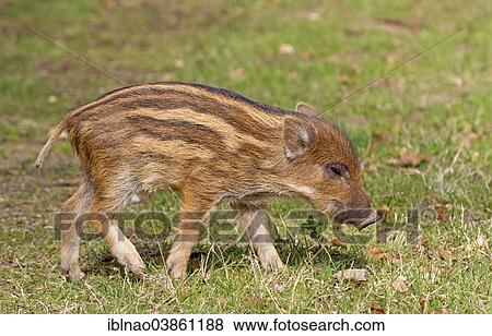 "Wild Boar (Sus scrofa), young boar, Germany, Europe" View Large Photo Image Stock Photo - "Wild Boar (Sus scrofa), young boar, Germany, Europe". Fotosearch