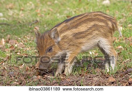 "Wild Boar (Sus scrofa), young boar, Germany, Europe" View Large Photo Image Stock Photo - "Wild Boar (Sus scrofa), young boar, Germany, Europe". Fotosearch