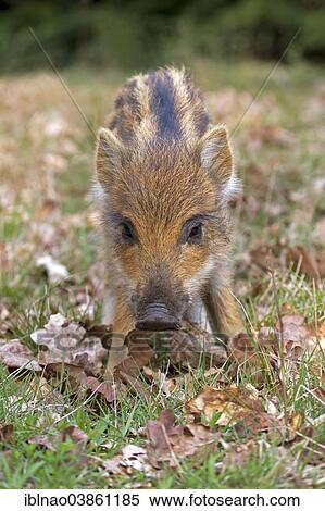 Stock Photography - "Wild Boar (Sus scrofa), young boar, Germany, Europe". Fotosearch