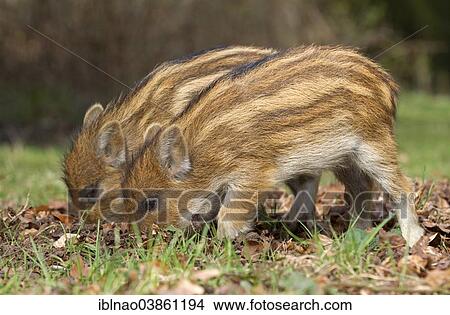 "Wild Boar (Sus scrofa), young boars, Germany, Europe" View Large Photo Image Picture - "Wild Boar (Sus scrofa), young boars, Germany, Europe". Fotosearch