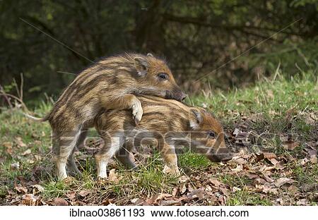 "Wild Boar (Sus scrofa), young boars, Germany, Europe" View Large Photo Image Stock Image - "Wild Boar (Sus scrofa), young boars, Germany, Europe". Fotosearch
