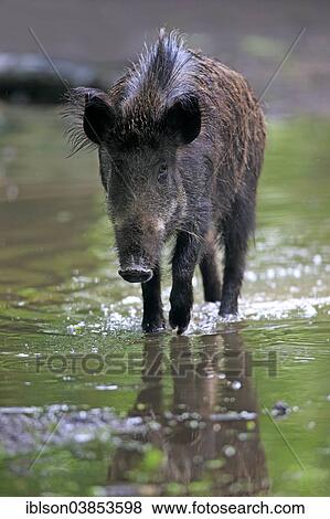 "Wild Boar (Sus scrofa), young tusker in the water, Baden-Wurttemberg, Germany, Europe" View Large Photo Image Stock Photo - "Wild Boar (Sus scrofa), young tusker in the water, Baden-Wurttemberg, Germany, Europe". Fotosearch