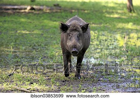 "Wild Boar (Sus scrofa), young tusker in the water, Baden-Wurttemberg, Germany, Europe" View Large Photo Image Stock Photo - "Wild Boar (Sus scrofa), young tusker in the water, Baden-Wurttemberg, Germany, Europe". Fotosearch