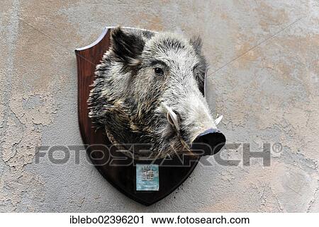 "Wild boar trophy hanging on the wall of a deli or delicatessen food store, Orvieto, Province of Terni, Umbria, Italy, Europe" View Large Photo Image Stock Image - "Wild boar trophy hanging on the wall of a deli or delicatessen food store, Orvieto, Province of Terni, Umbria, Italy, Europe". Fotosearch