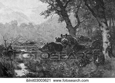 "Wild boars at the waterhole, illustration from the Moderne Kunst in Meisterholzschnitten yearbook, 1900" View Large Photo Image Stock Image - "Wild boars at the waterhole, illustration from the Moderne Kunst in Meisterholzschnitten yearbook, 1900". Fotosearch