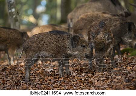 Wild boars (Sus scrofa), Daun, Eifel, Rhineland-Palatinate, Germany, Europe View Large Photo Image Picture - Wild boars (Sus scrofa), Daun, Eifel, Rhineland-Palatinate, Germany, Europe. Fotosearch