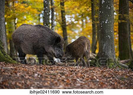 Wild boars (Sus scrofa), Daun, Eifel, Rhineland-Palatinate, Germany, Europe View Large Photo Image Stock Image - Wild boars (Sus scrofa), Daun, Eifel, Rhineland-Palatinate, Germany, Europe. Fotosearch