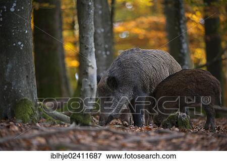 Wild boars (Sus scrofa), Daun, Eifel, Rhineland-Palatinate, Germany, Europe View Large Photo Image Stock Photo - Wild boars (Sus scrofa), Daun, Eifel, Rhineland-Palatinate, Germany, Europe. Fotosearch