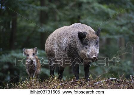 Stock Photography - "Wild Boars (Sus scrofa), Daun, Vulkan Eifel, Eifel, Rhineland-Palatinate, Germany, Europe". Fotosearch