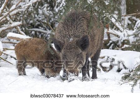 "Wild boars (Sus scrofa) in the snow, Wildpark Daun, Daun, Vulkan Eifel, Eifel, Rhineland-Palatinate, Germany, Europe" View Large Photo Image Stock Photo - "Wild boars (Sus scrofa) in the snow, Wildpark Daun, Daun, Vulkan Eifel, Eifel, Rhineland-Palatinate, Germany, Europe". Fotosearch