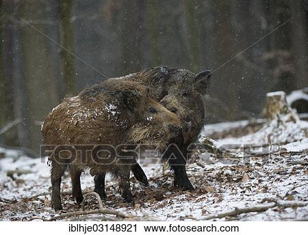 Stock Image - "Wild boars (Sus scrofa) in winter, Daun, Vulkan Eifel, Eifel, Rhineland-Palatinate, Germany, Europe". Fotosearch