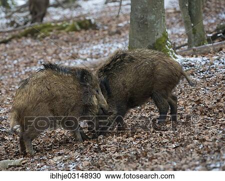 Stock Image - "Wild boars (Sus scrofa) in winter, Daun, Vulkan Eifel, Eifel, Rhineland-Palatinate, Germany, Europe". Fotosearch