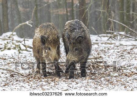 "Wild boars (Sus scrofa), juveniles, Wildpark Daun, Daun, Vulkan Eifel, Eifel, Rhineland-Palatinate, Germany, Europe" View Large Photo Image Stock Photograph - "Wild boars (Sus scrofa), juveniles, Wildpark Daun, Daun, Vulkan Eifel, Eifel, Rhineland-Palatinate, Germany, Europe". Fotosearch