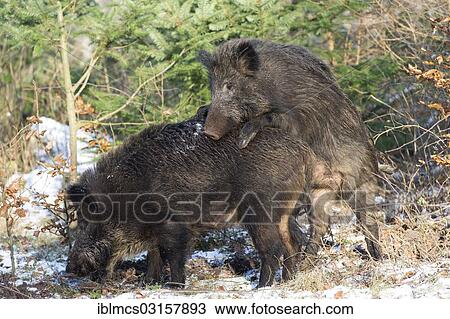 "Wild Boars (Sus scrofa) mating, Saupark Melle, Osnabruck, Lower Saxony, Germany, Europe" View Large Photo Image Stock Image - "Wild Boars (Sus scrofa) mating, Saupark Melle, Osnabruck, Lower Saxony, Germany, Europe". Fotosearch