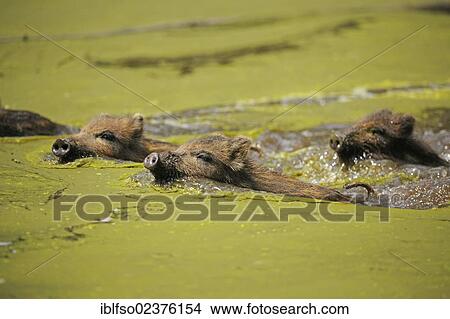 "Wild boars (Sus scrofa), piglets swimming, captive, Hesse, Germany, Europe, PublicGround, Europe" View Large Photo Image Picture - "Wild boars (Sus scrofa), piglets swimming, captive, Hesse, Germany, Europe, PublicGround, Europe". Fotosearch
