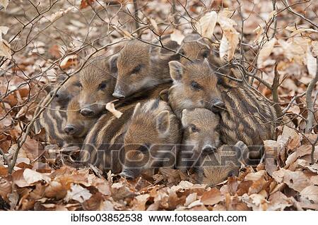"Wild Boars (Sus scrofa), piglets warming each other, captive, North Rhine-Westphalia, Germany, Europe" View Large Photo Image Stock Photo - "Wild Boars (Sus scrofa), piglets warming each other, captive, North Rhine-Westphalia, Germany, Europe". Fotosearch