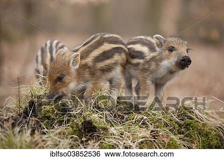 "Wild Boars (Sus scrofa), piglets, captive, North Rhine-Westphalia, Germany, Europe" View Large Photo Image Stock Photograph - "Wild Boars (Sus scrofa), piglets, captive, North Rhine-Westphalia, Germany, Europe". Fotosearch
