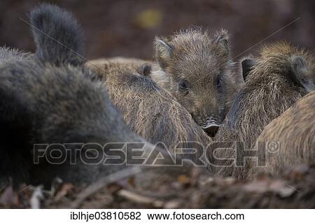 Stock Image - "Wild Boars (Sus scrofa), Rhineland-Palatinate, Germany, Europe". Fotosearch