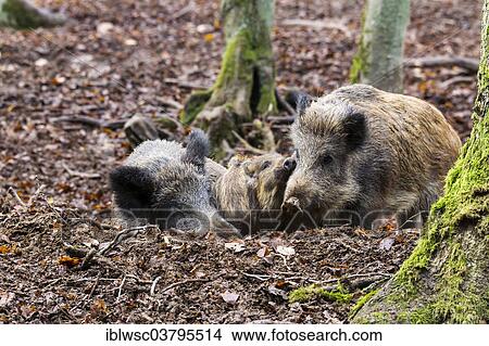 Picture - "Wild Boars (Sus scrofa), Vulkan Eifel region, Rhineland-Palatinate, Germany, Europe". Fotosearch
