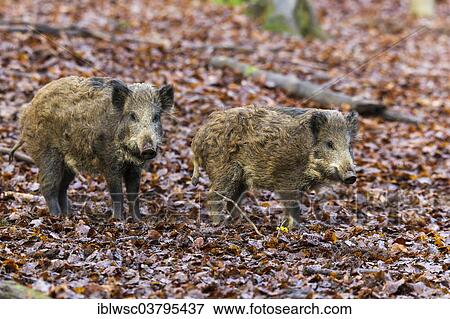 "Wild Boars (Sus scrofa), Vulkan Eifel region, Rhineland-Palatinate, Germany, Europe" View Large Photo Image Stock Photo - "Wild Boars (Sus scrofa), Vulkan Eifel region, Rhineland-Palatinate, Germany, Europe". Fotosearch