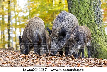 Wild Boars (Sus scrofa), Wildpark Daun game reserve, Vulkaneifel district, Rhineland-Palatinate, Germany, Europe View Large Photo Image Picture - Wild Boars (Sus scrofa), Wildpark Daun game reserve, Vulkaneifel district, Rhineland-Palatinate, Germany, Europe. Fotosearch