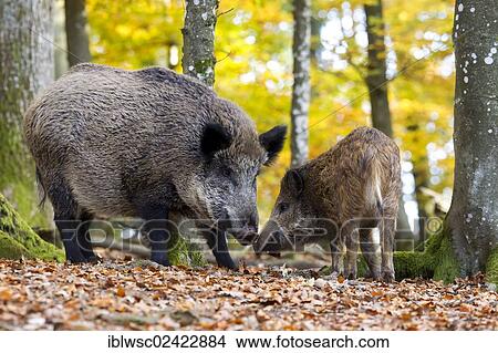 Wild Boars (Sus scrofa), Wildpark Daun game reserve, Vulkaneifel district, Rhineland-Palatinate, Germany, Europe View Large Photo Image Picture - Wild Boars (Sus scrofa), Wildpark Daun game reserve, Vulkaneifel district, Rhineland-Palatinate, Germany, Europe. Fotosearch